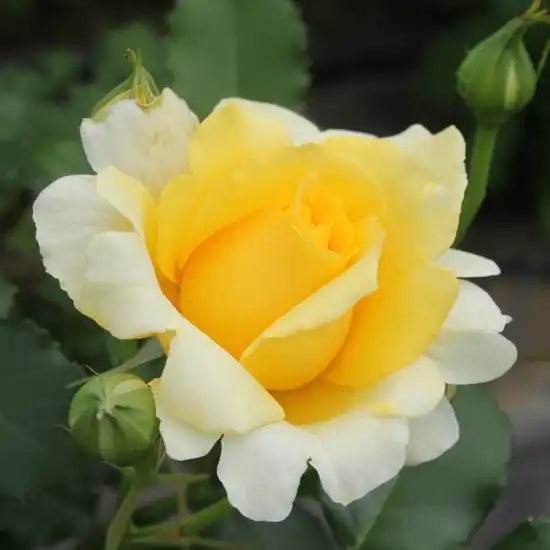 Rosa Rimosa® Gpt - galben - trandafiri târâtori și cățărători, Climber